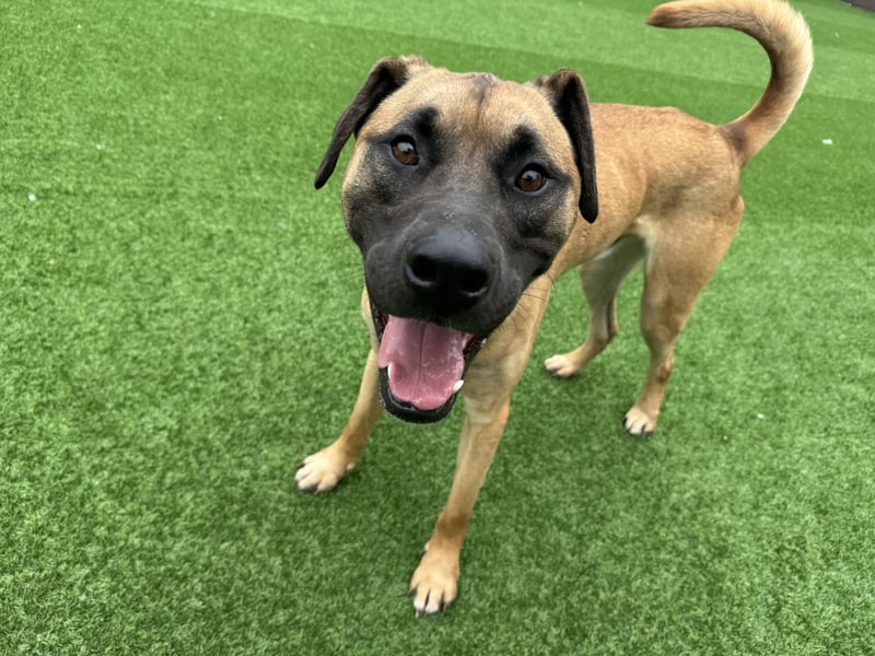 Boucheron, sensible, freundliche Seele