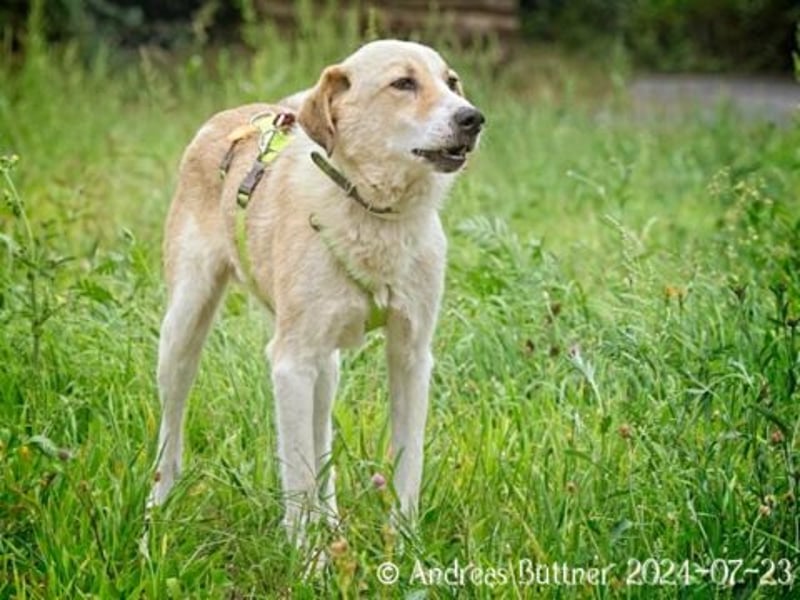 Raki ist ein liebevoller und freundlicher Hund