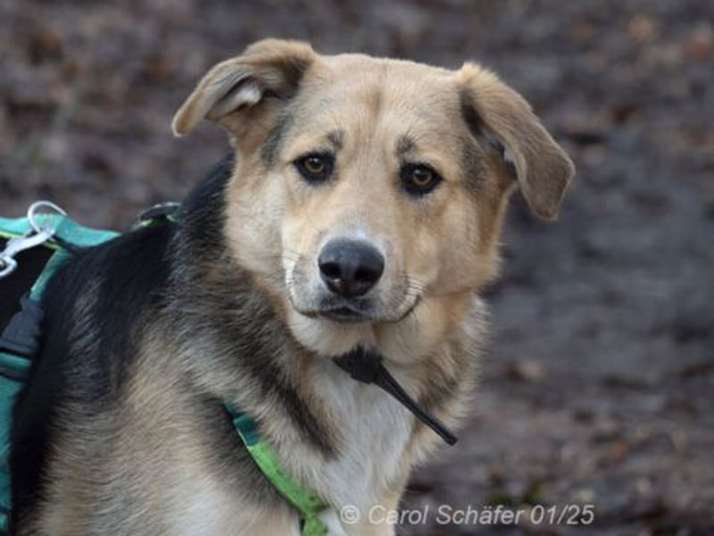 Casper sucht ein liebevolles Zuhause