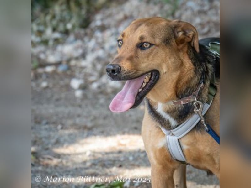 Frieda ist eine freundlich Hündin