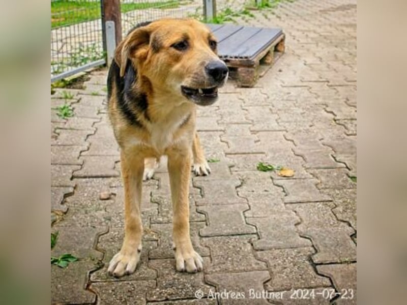 Casper sucht ein liebevolles Zuhause