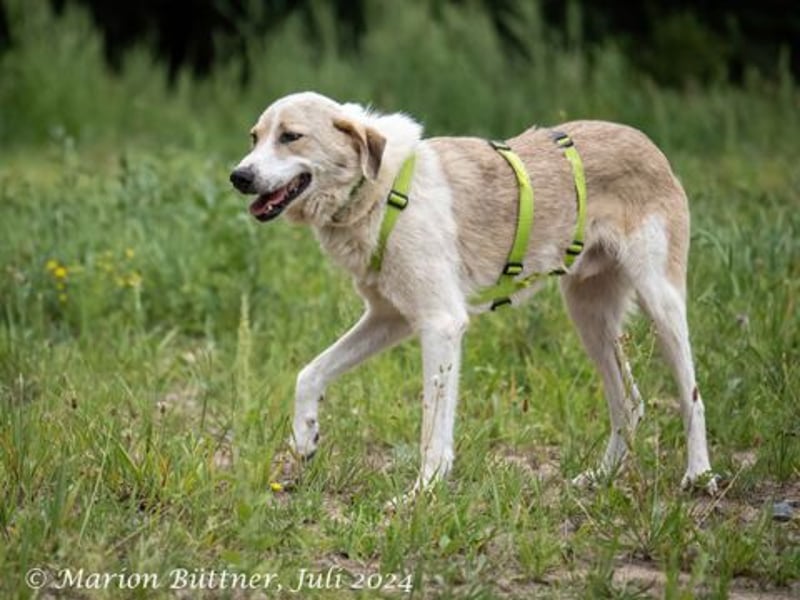 Raki ist ein liebevoller und freundlicher Hund