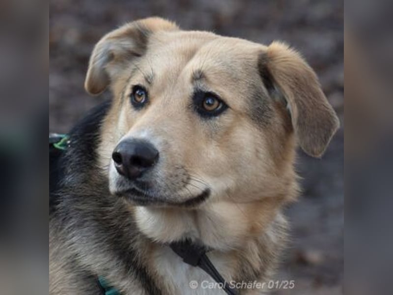 Casper sucht ein liebevolles Zuhause