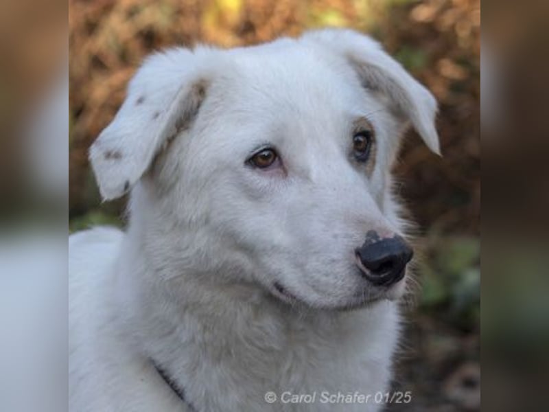 Dany ist ein bildhübscher Rüde