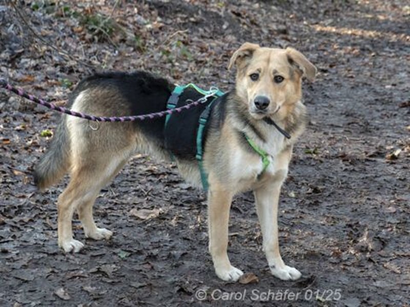 Casper sucht ein liebevolles Zuhause