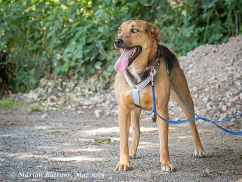 Frieda ist eine freundlich Hündin