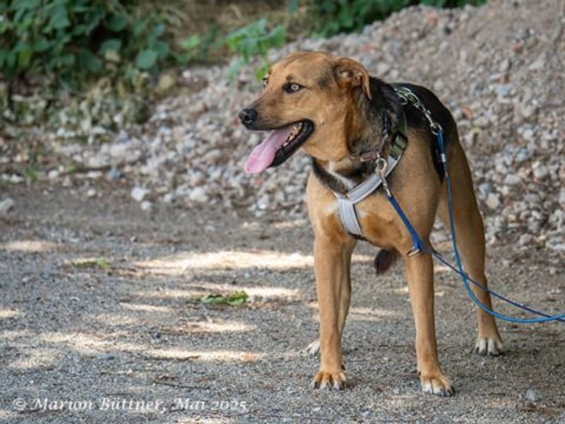 Frieda ist eine freundlich Hündin