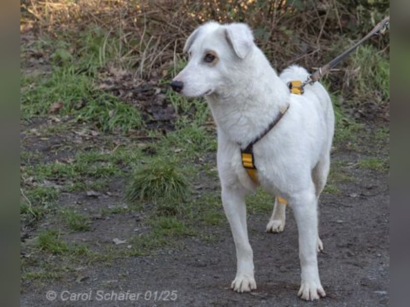 Dany ist ein bildhübscher Rüde