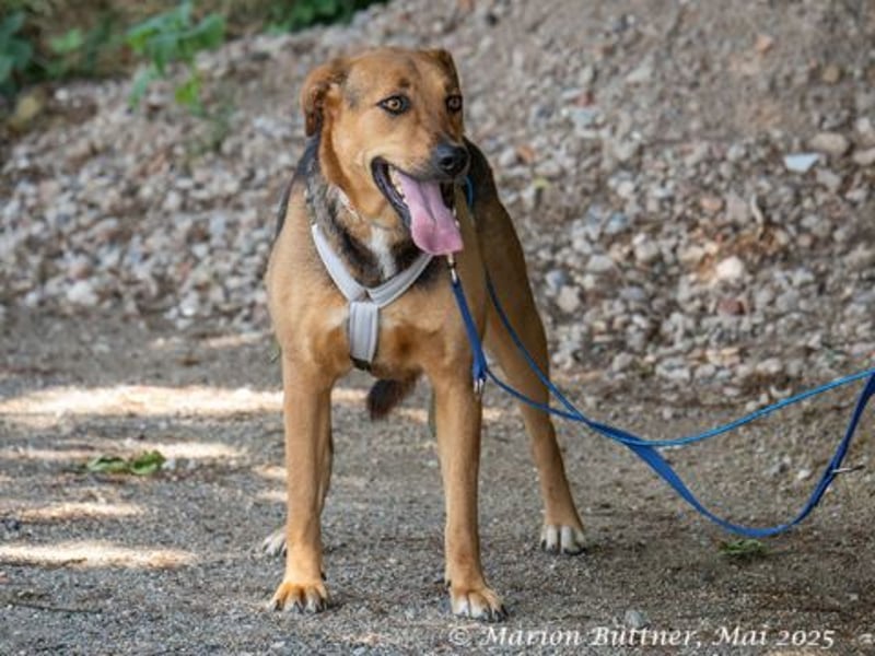 Frieda ist eine freundlich Hündin