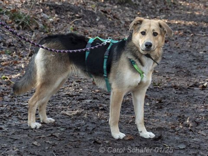 Casper sucht ein liebevolles Zuhause