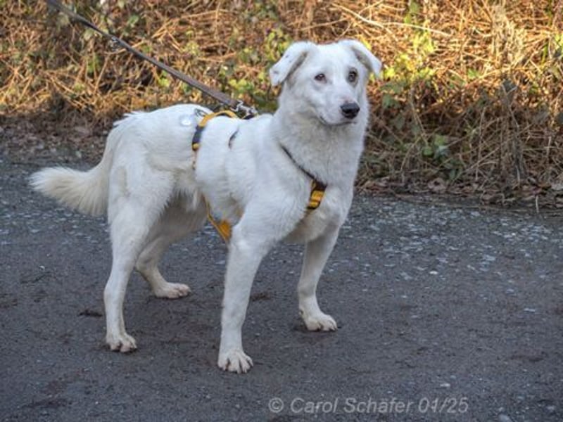 Dany ist ein bildhübscher Rüde