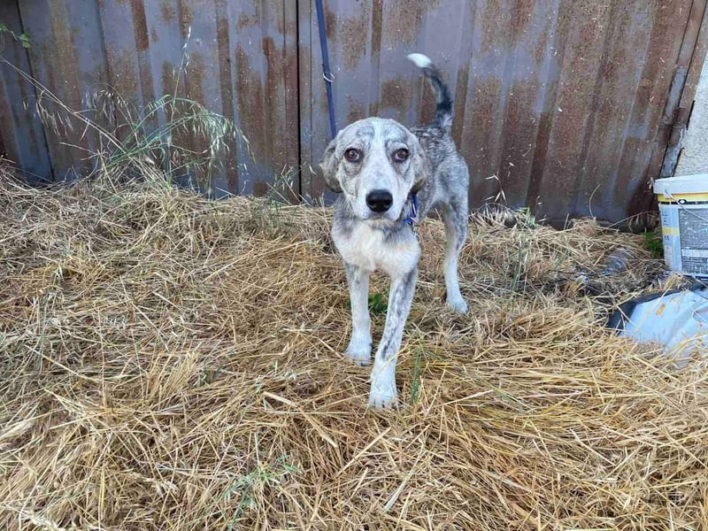 Babis - eine lebensfrohe Abenteurerin sucht ihr Zuhause