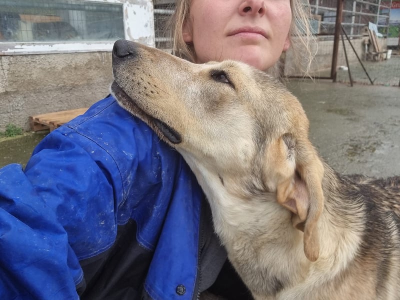 Paddy – junger Schatz sucht sein Für-Immer-Zuhause!