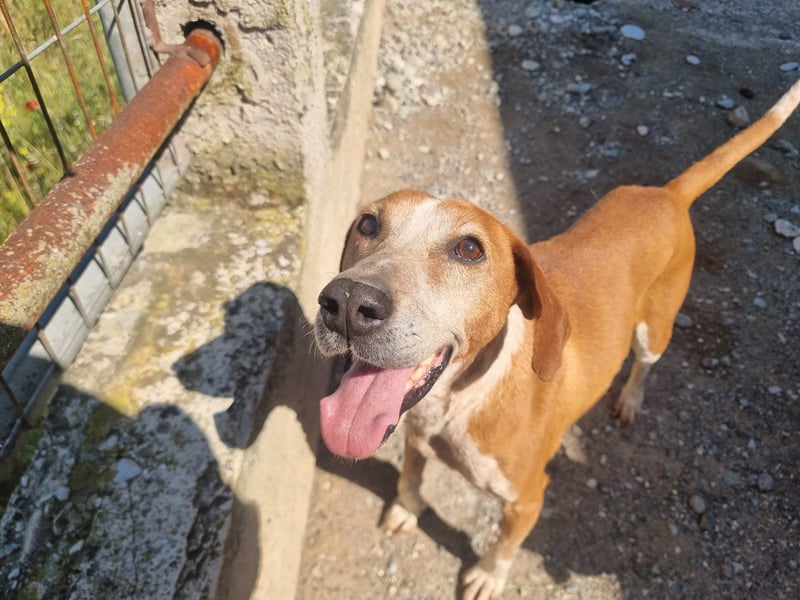 Carlo - ein wunderbarer Hund, der endlich gesehen werden möchte