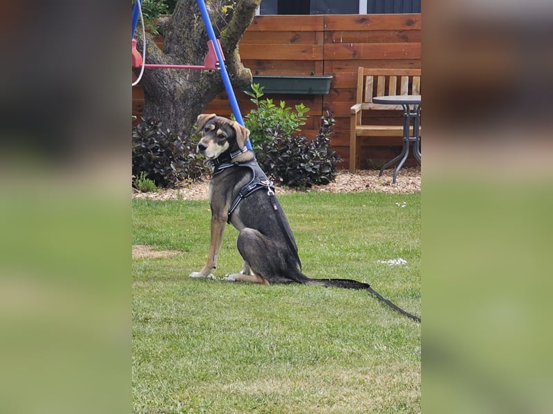 Monti – Unser verschmuster Jungspund sucht ein liebevolles Zuhause!