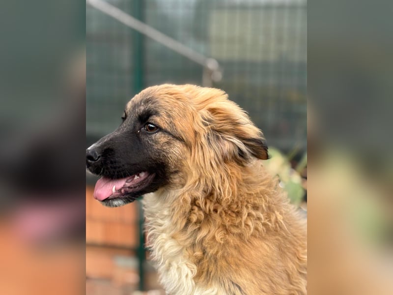 Sami - Ein verspielter Wirbelwind sucht sein Zuhause!