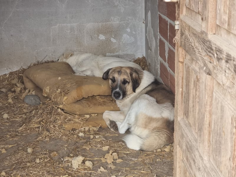 Buck- loyaler Bub wartet auf Dich!