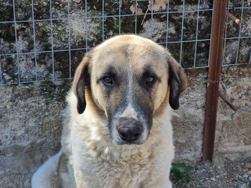 Buck- loyaler Bub wartet auf Dich!