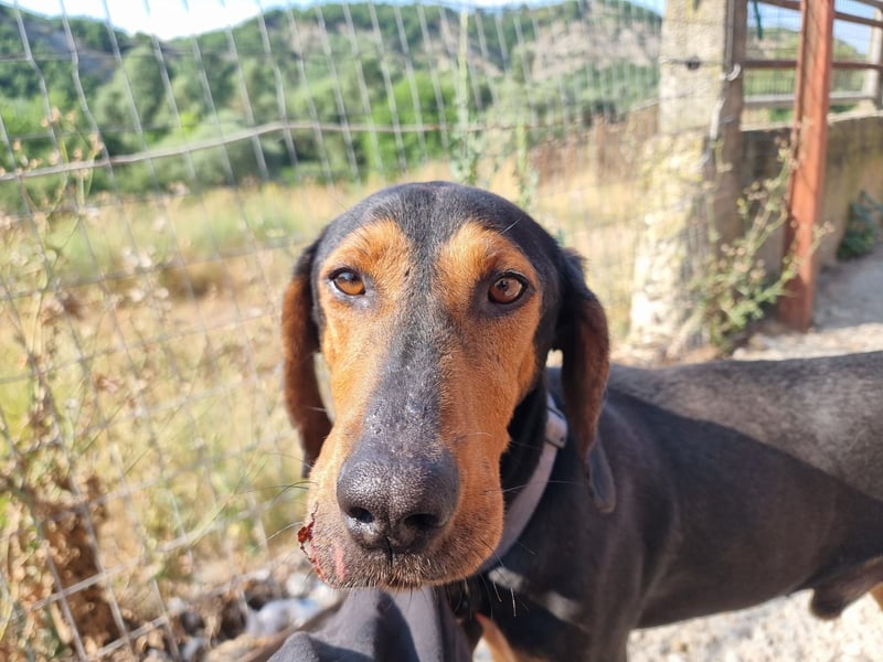 Carlo - ein sanftes Herz sucht sein Glück