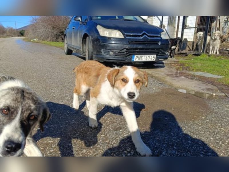 Nelly – ein kleiner Schatz auf der Suche nach Liebe