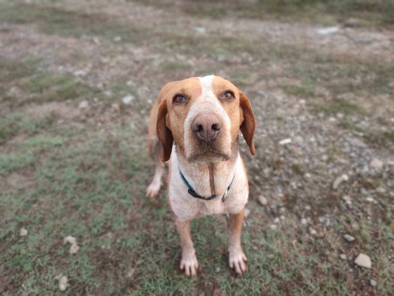 Latte  – Die sportliche Frohnatur mit Herz