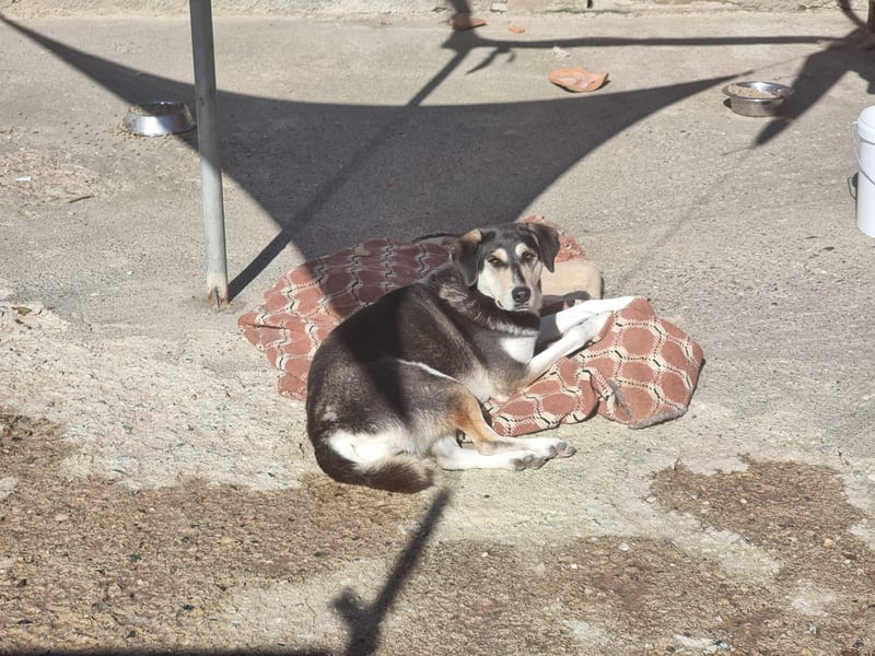 Trudi - eine liebevolle Husky-Mix-Dame mit einem sanften Wesen