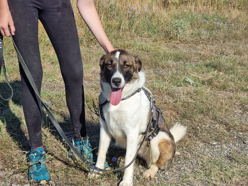Eva - eine wunderschöne junge Hundedame sucht ihr Happy End