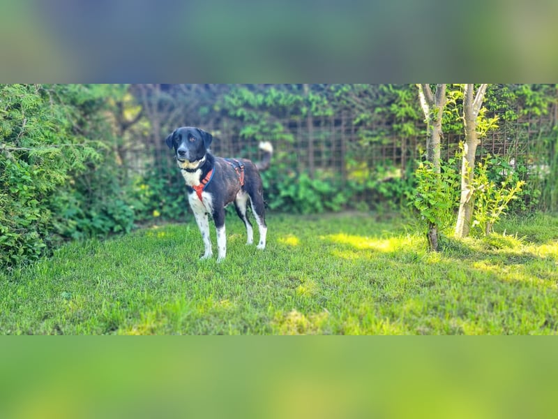 Samu sucht seine Chance – vielleicht bei dir