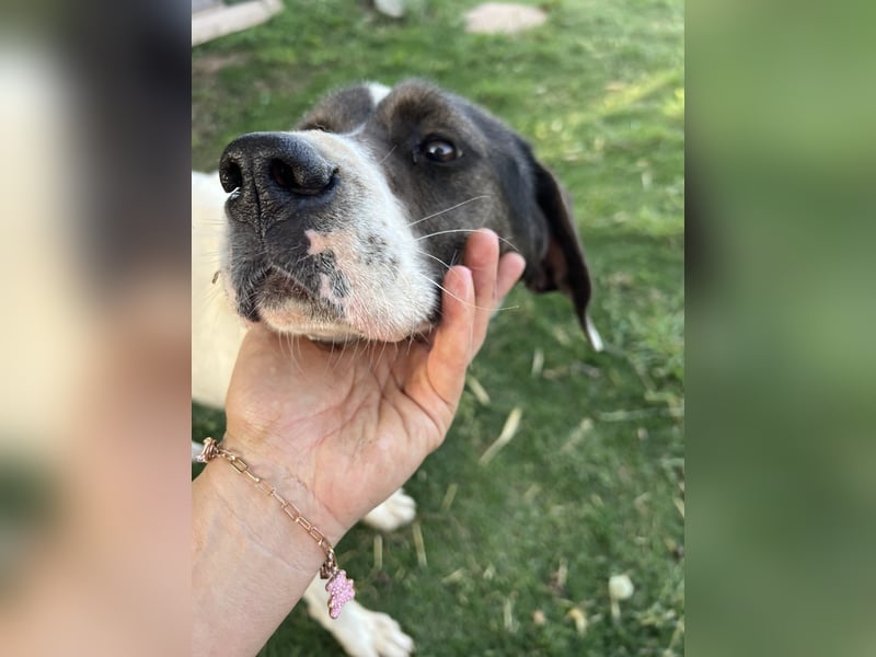 Lotte – Lebensfrohes Pointermädchen sucht aktive Familie!