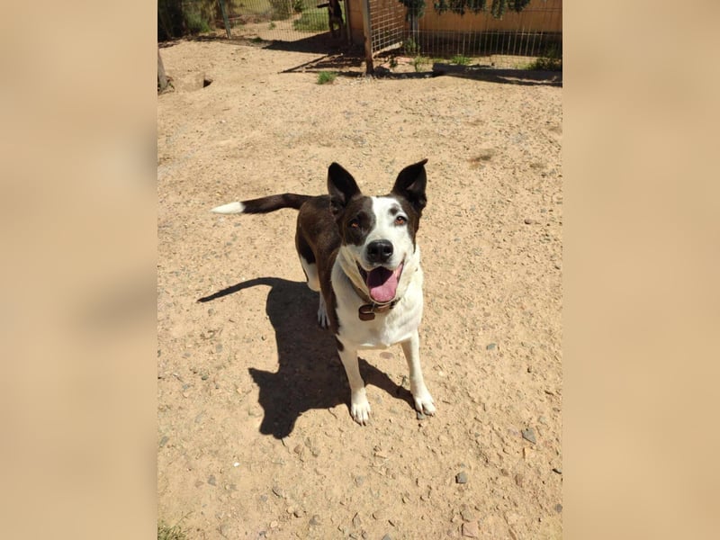 Oca – treue Schmusehündin mit großem Herzen