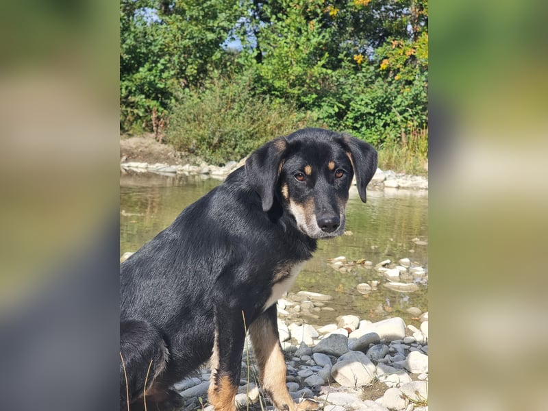 Fido - ein leises Herz, das endlich Vertrauen lernen darf