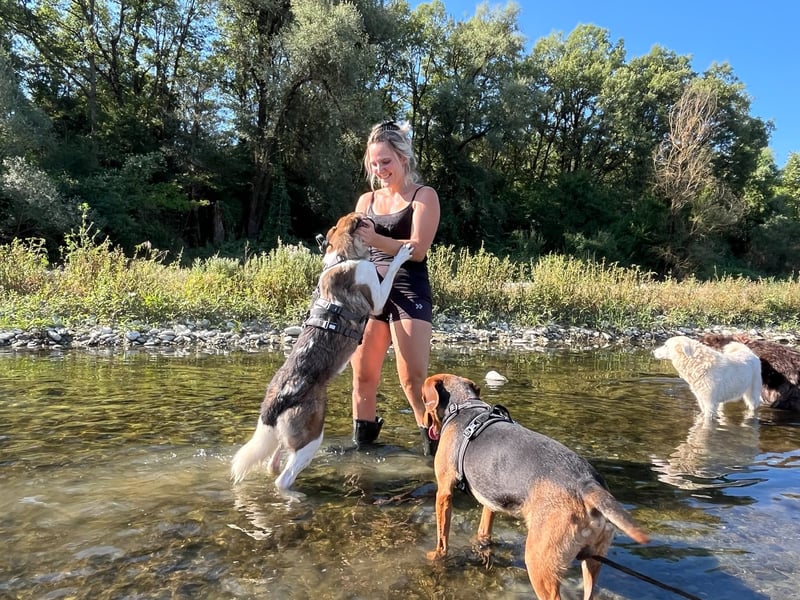 Eva - eine wunderschöne junge Hundedame sucht ihr Happy End