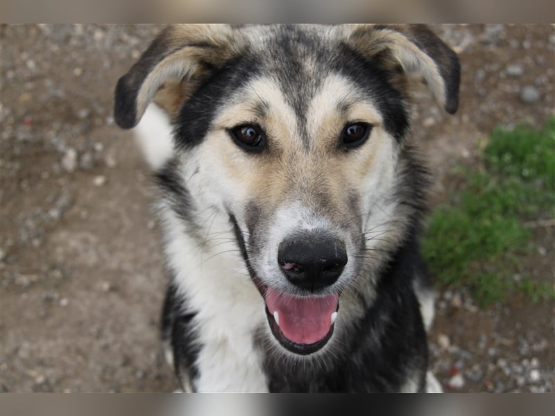 Steve - ein wahrlicher Herzbube