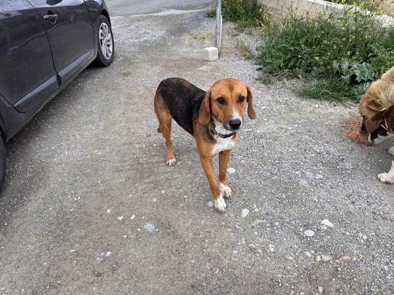 Ion – Laufhund sucht aktive Menschen