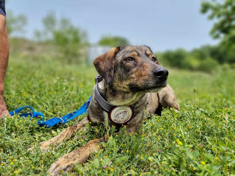 Lotty- Vier zauberhaft sanfte Pfoten