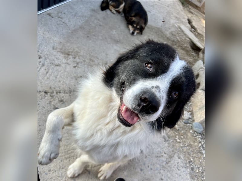 Hugo - Herzbube ist Trumpf