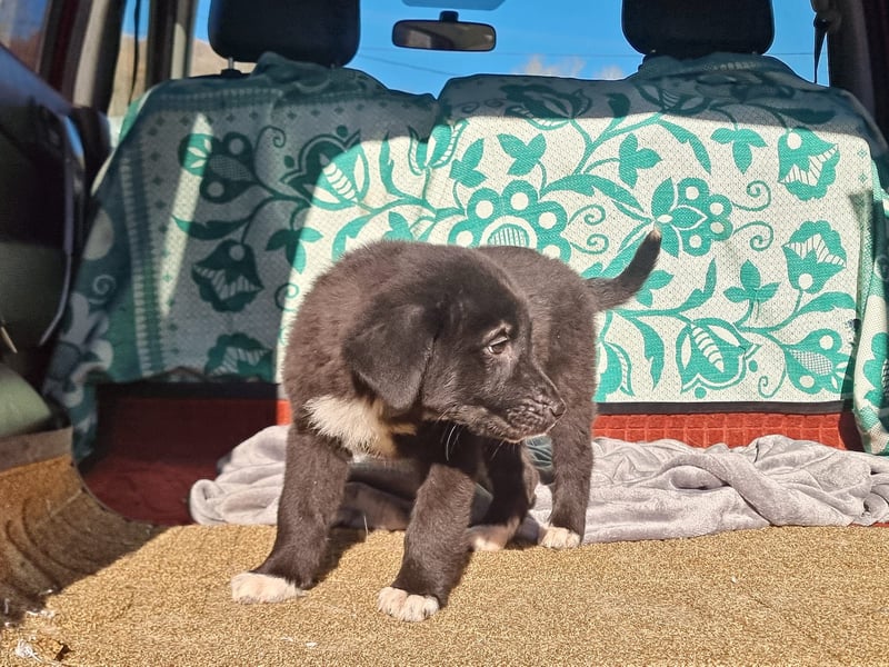 Ash sucht seine Menschen