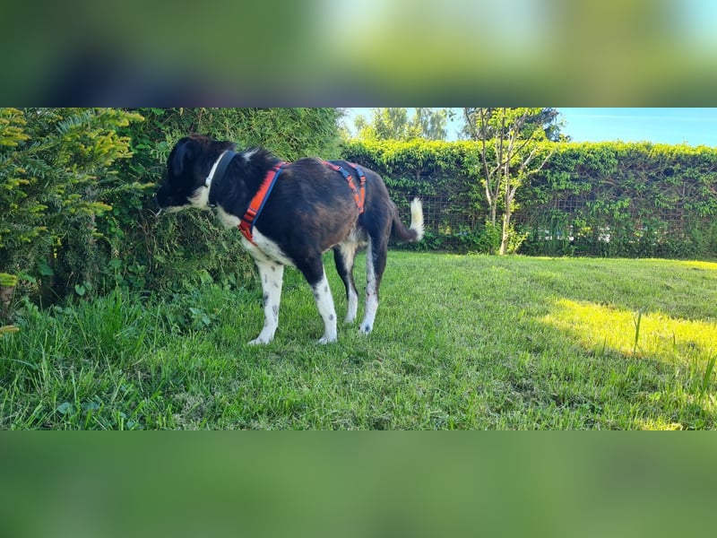 Samu sucht seine Chance – vielleicht bei dir