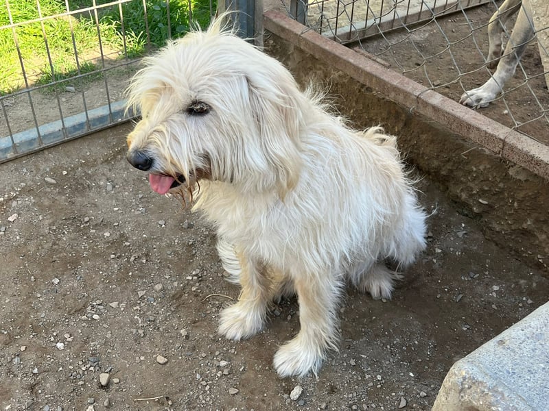 Angel – unser Engel sucht ihr Glück