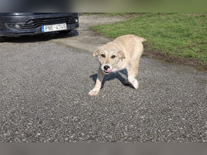 Snoopy – ein kleiner Kämpfer mit großem Herzen