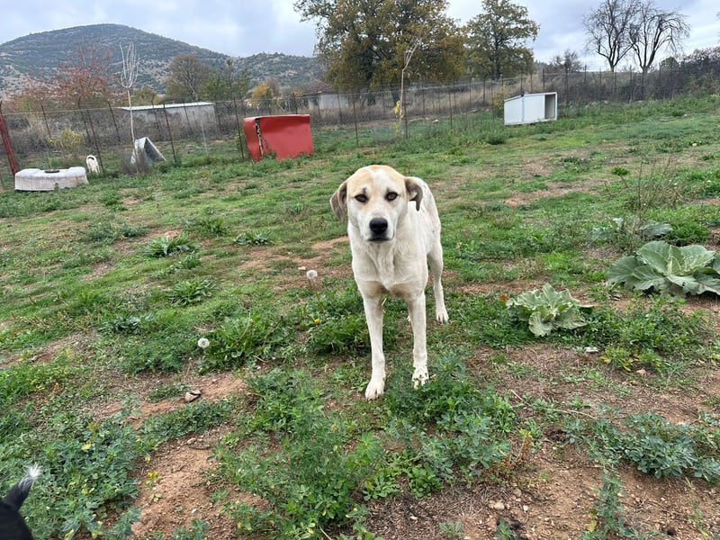 June - eine sanfte Seele auf der Suche nach ihrem Glück