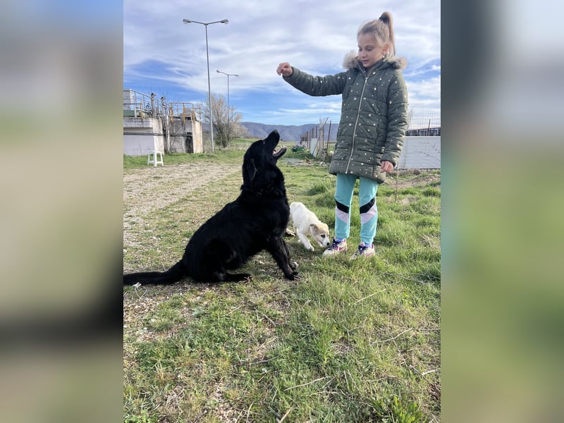 Arnie – Ein treuer Freund wartet auf sein Zuhause!