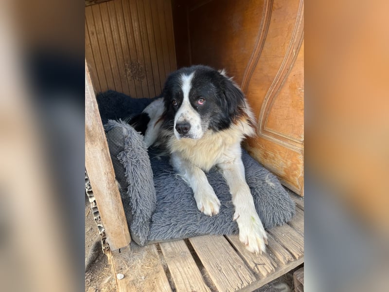 Hugo - gute Laune auf vier Pfoten