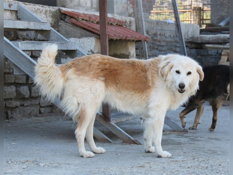 Sebezoula - seit Welpenalter im Shelter