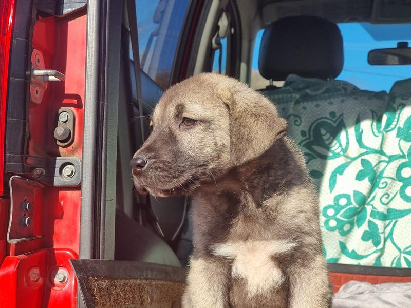 Ash sucht seine Menschen