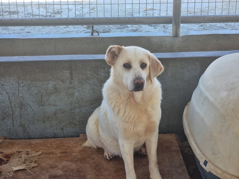 Spilios – ein liebenswerter Wirbelwind sucht erfahrene Menschen