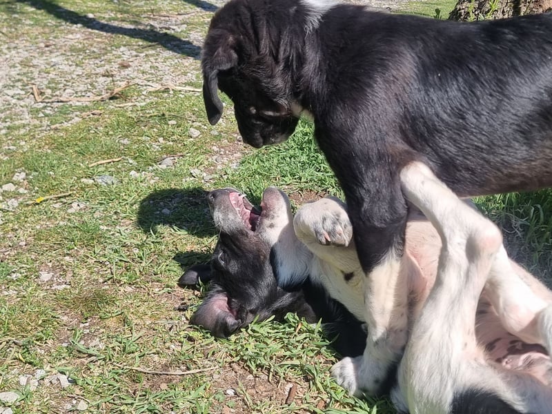 Porthos - ein fröhlicher kleiner Sonnenschein