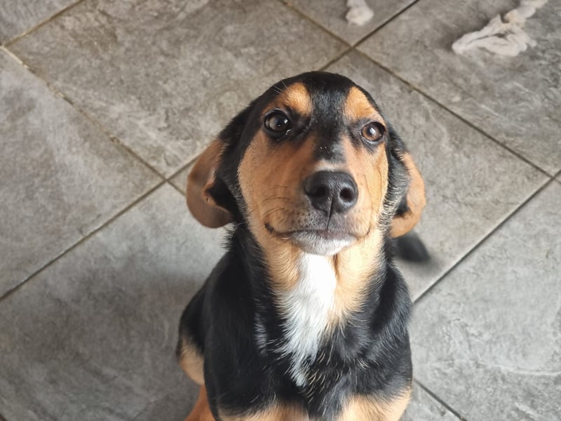 Cupcake – ein kleines Wunder mit großem Herzen