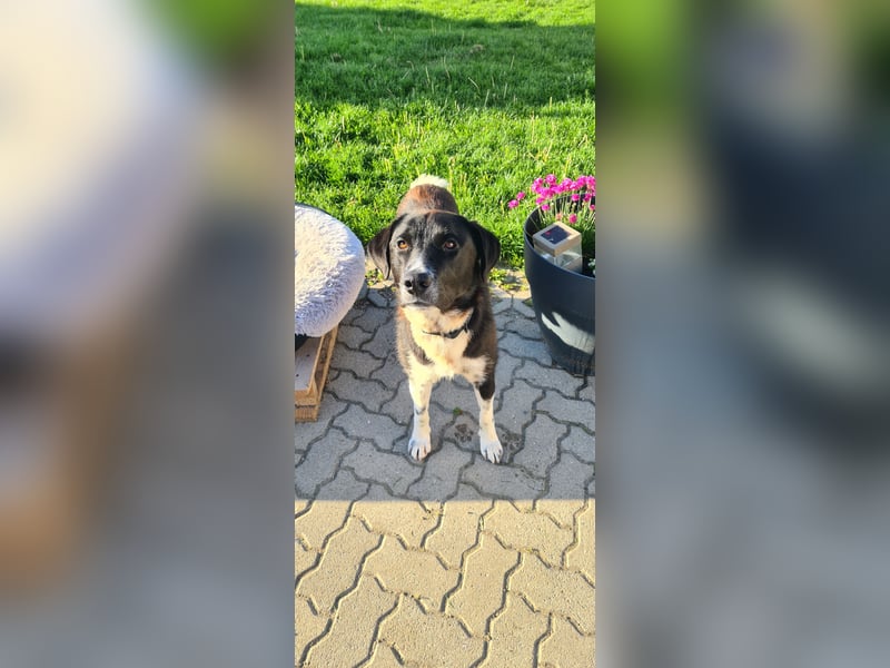 Samu -  Lustiger Jungspunt sucht sein Für-immer-Zuhause