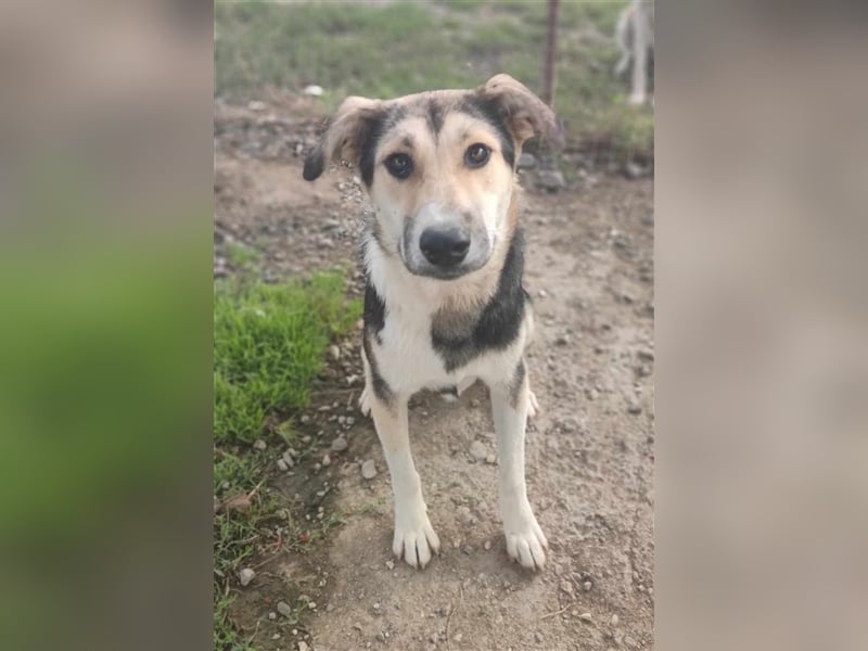 Steve - ein wahrlicher Herzbube